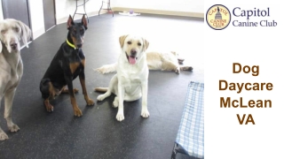 Dog Daycare McLean VA - Capitol Canine Club