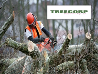 Tree removalist in the central coast area