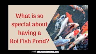 What so special about having a koi fish pond?