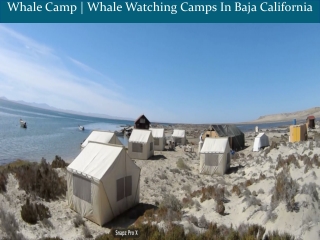 Whale Watching Tours In Magdalena Bay, Whale Camp Magdalena Bay