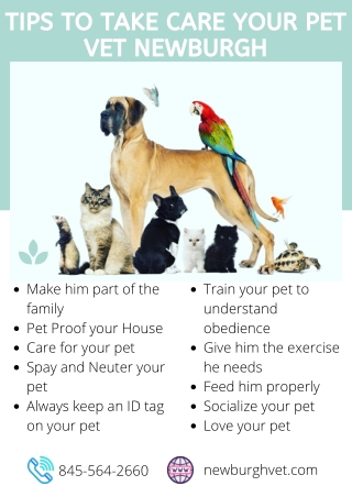 Tips to Take Care Your Pet - Vet Newburgh