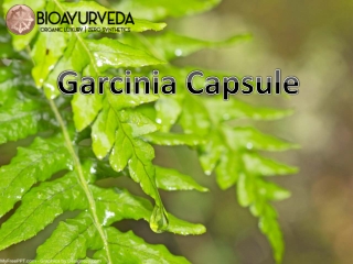HOW GARCINIA HELPS YOU TO LOSE BODY WEIGHT?
