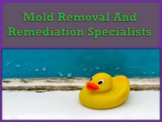 Mold Removal And Remediation Specialists