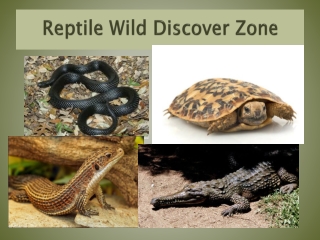 Reptile Wild Discover Zone