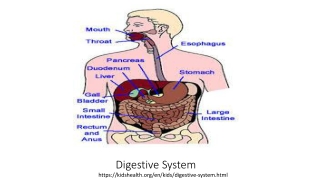 Digestive System