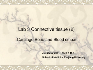 Lab 3 Connective tissue (2)