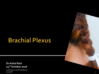 Brachial Plexus