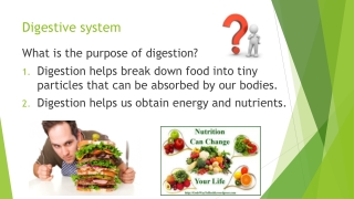 Digestive system