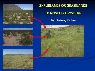 SHRUBLANDS OR GRASSLANDS TO NOVEL ECOSYSTEMS Deb Peters, Jin Yao