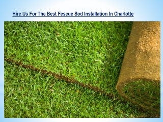 Hire Us For The Best Fescue Sod Installation In Charlotte