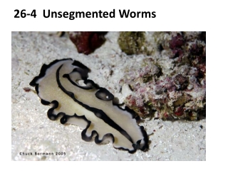 26-4 Unsegmented Worms