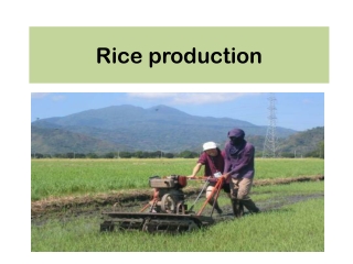 Rice production