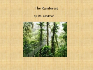 The Rainforest