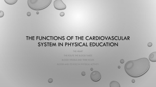 The functions of the cardiovascular system in physical education