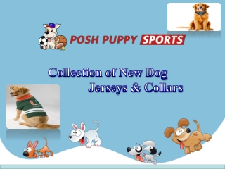 Collection of New Dog & Jerseys & Collars