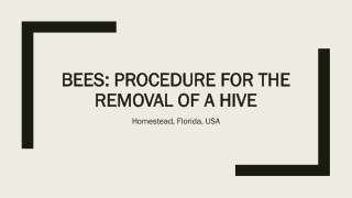 Commercial Honey Bee Removal Homestead FL
