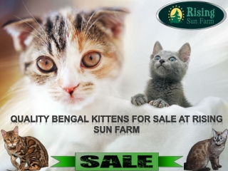 Kitten for Sales - Rising Sun Farm Inc