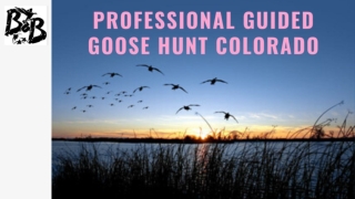 Expert Guided Goose Hunt Colorado