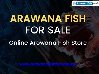 Buy Healthy Arowana Fish Food For Your Fishes