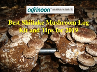 Best Shiitake Mushroom Log Kit and Tips for 2019