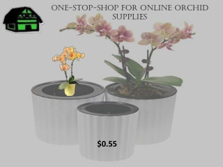 Online Orchid Supplies Purchase at Affordable Price