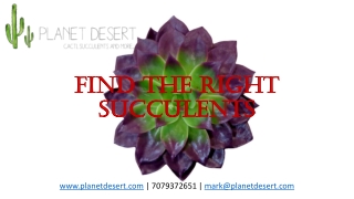 Find The Right Succulents