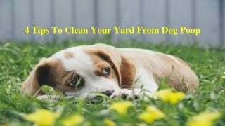 Best Eco-Friendly Dog Poop Removal Service Provider