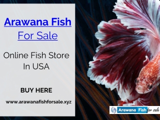 Arowana Fish For Sale At Reasonable Price