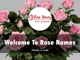 Information Presentation Of Rose Names