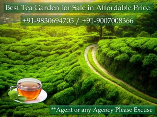 Best Tea Garden for Sale in Affordable Price