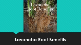 How Lavancha Root Can Be Used As Home Remedies For Wheezing