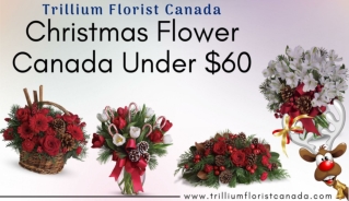 Christmas Flower Under $60 by Best Florist in Toronto