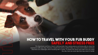 How To Travel With Your Fur Buddy Safely And Stress Free