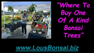 Where To Buy One Of a Kind Bonsai Trees