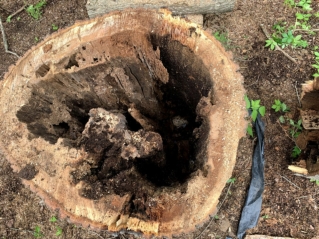 Local springdale arborists