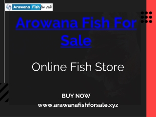 Buy Arowana Fish Online From Arawana Fish For Sale