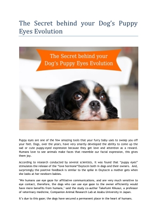 The Secret behind your Dog’s Puppy Eyes Evolution!