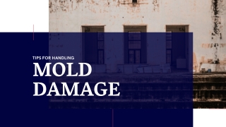 Tips for handling mold damage