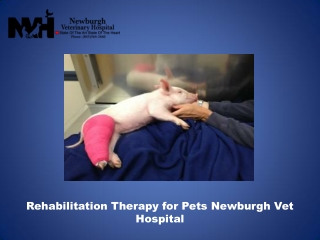 Rehabilitation Therapy for Pets Newburgh Vet Hospital