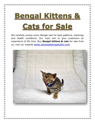 Bengal kittens & cats for sale