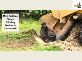 Most Suitable Stump Grinding Services In Charlotte NC