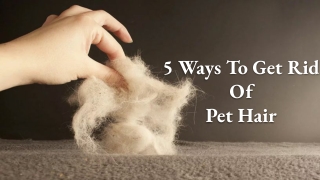 How to Get Rid of Pet Hair – 5 Ways to Solve Pet Hair Problems