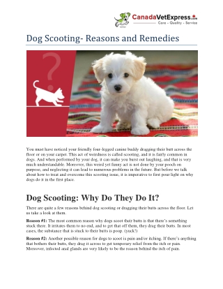 Dog Scooting- Reasons and Remedies- CanadaVetExpress