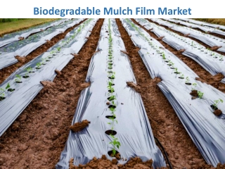 Biodegradable Mulch Film Market to Witness Heightened Revenue Growth During the Prediction Period