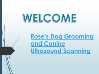 Best Puppy Grooming in Wouldham