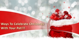 Ways to Celebrate Christmas with Your Pet