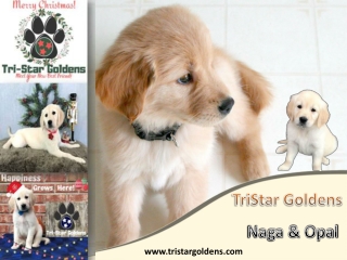 Golden Retrievers Nashville for Sale Tennessee - Tri-star Goldens