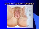 GENITALI ESTERNI FEMMINILI