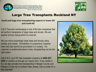 Large Tree Transplants Rockland NY