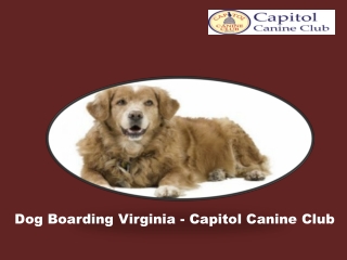 Dog Boarding Virginia - Capitol Canine Club